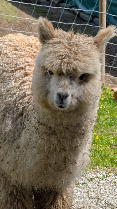 Blue Moon Zoya – Alpaca, Female, 1 year