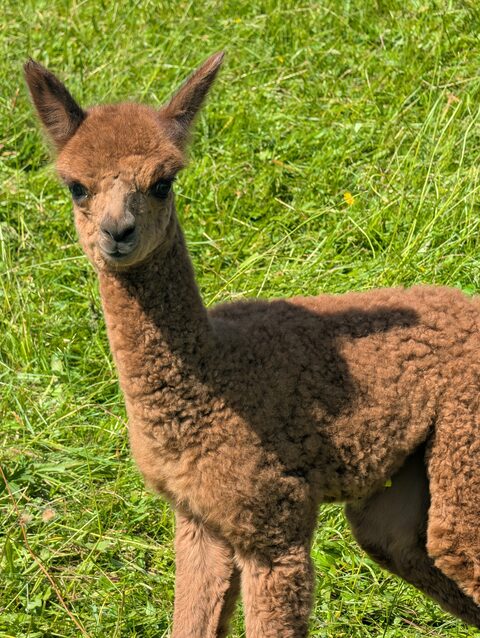 Mylla – Alpaca, Female, 1 year