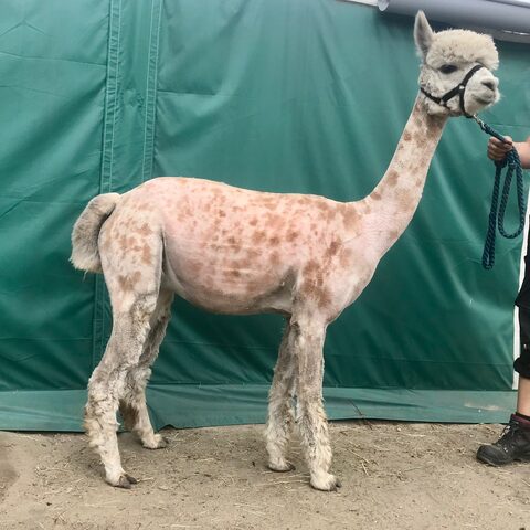 BLUE MOON LEOPARD HAZEL