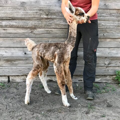 BLUE MOON COLT